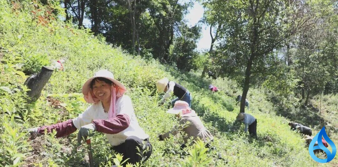 一年付工资50万！英山深山处藏着“绿色银行”