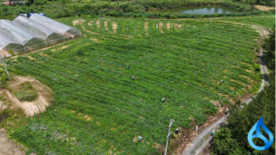 “蔬”写新篇，76家农民专业合作社拎稳黄梅菜篮子