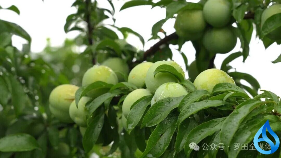 罗田七旬奶奶盘活荒山