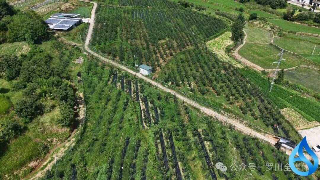 罗田鸿锦香梨喜获丰收