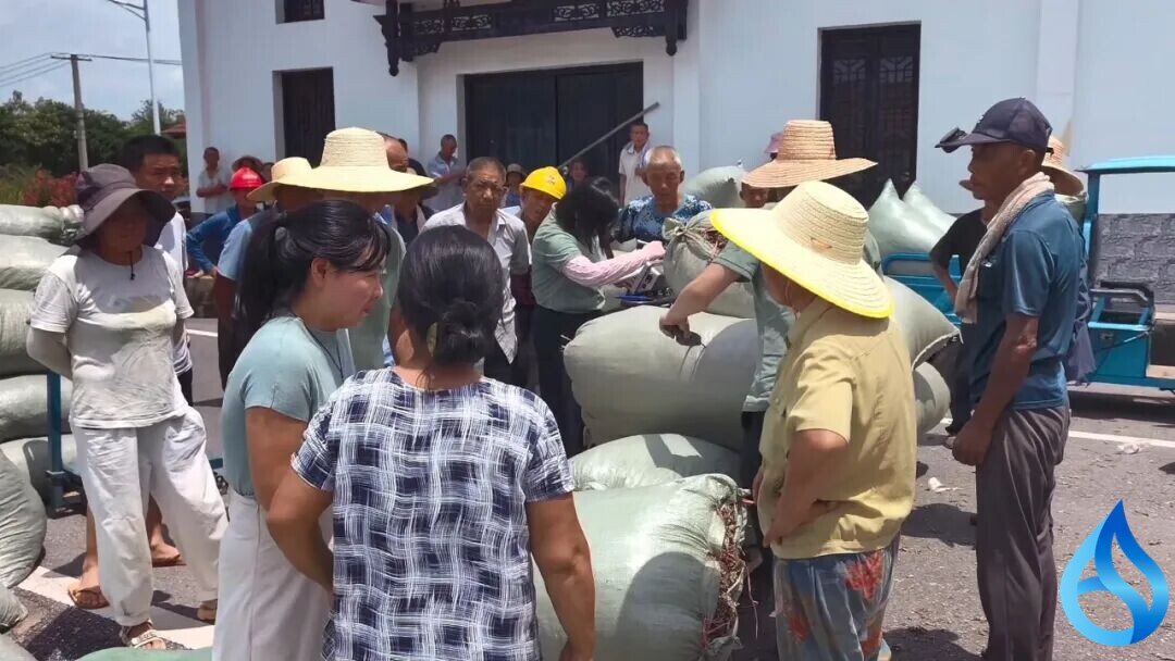 蕲春蕲艾丰收变现暖民心