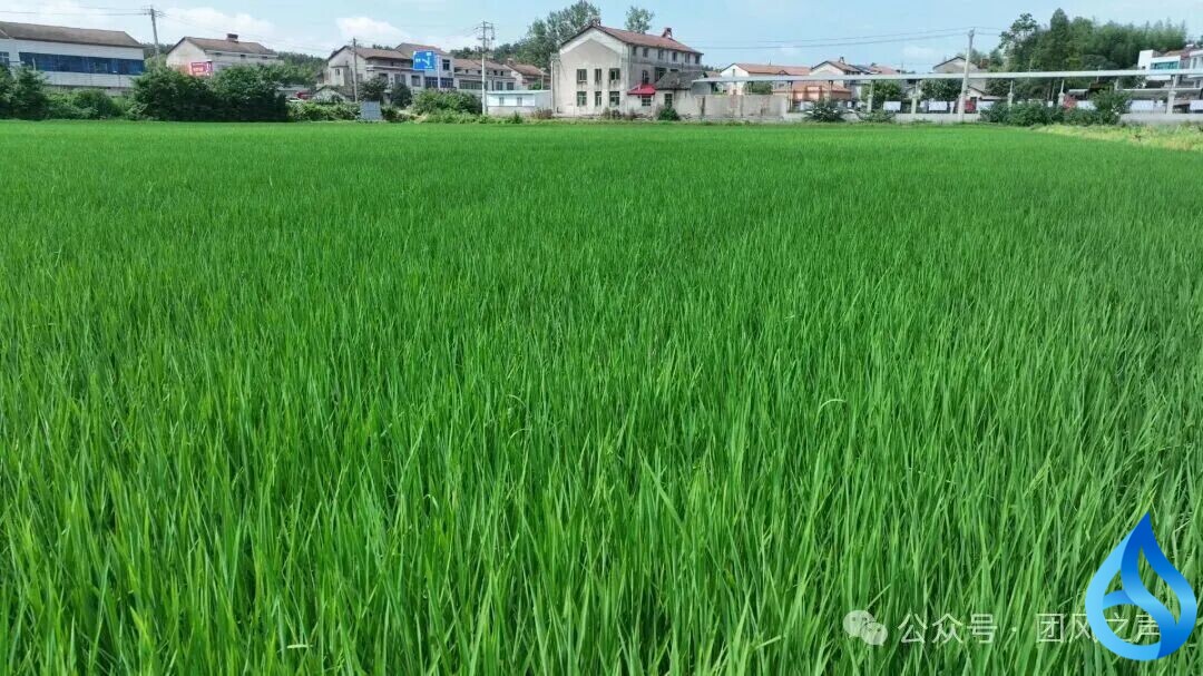 团风县1.73万亩早稻喜迎丰收