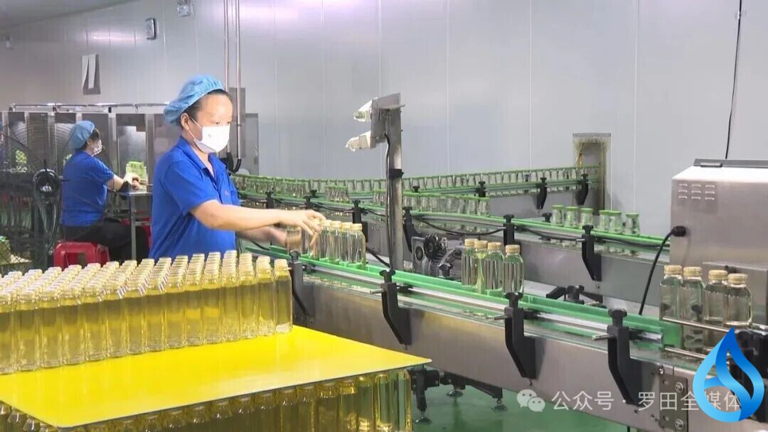 香气满车间！罗田这家药企金银花饮品产销两旺