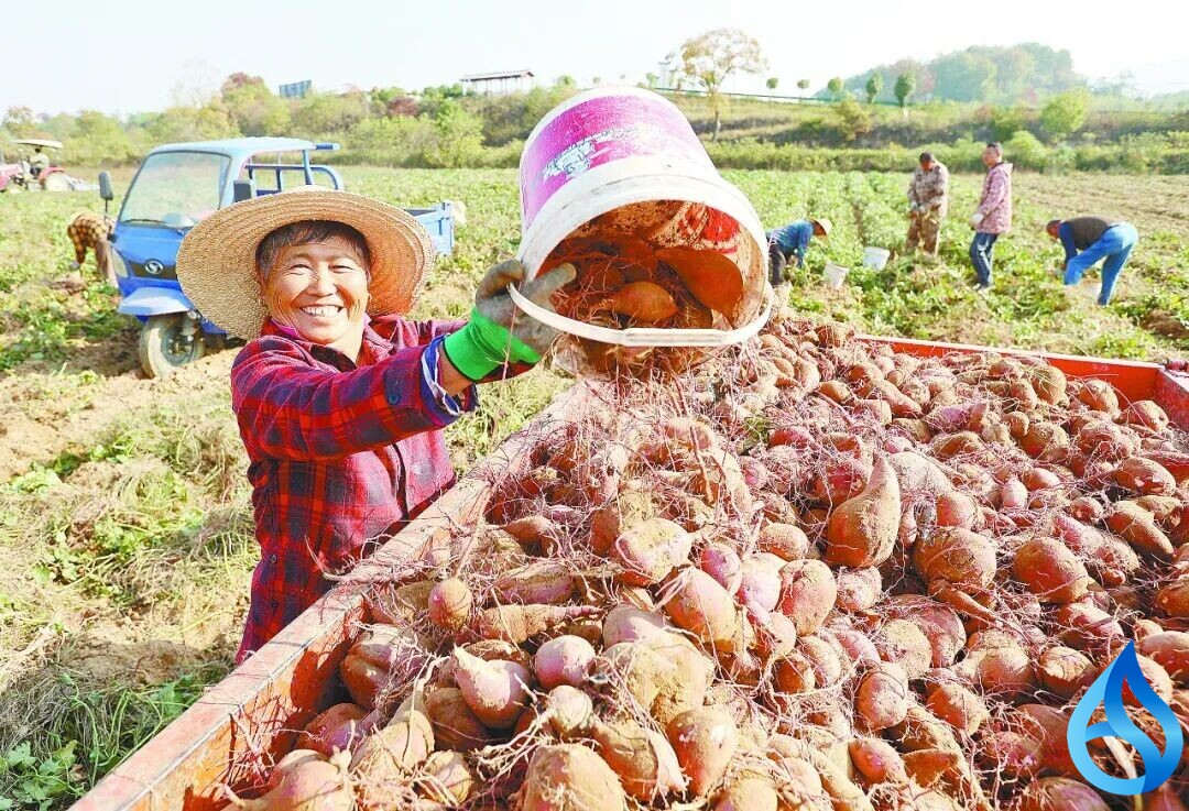 红安小红薯长成大产业