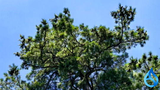 英山深山“植物大熊猫”挂果