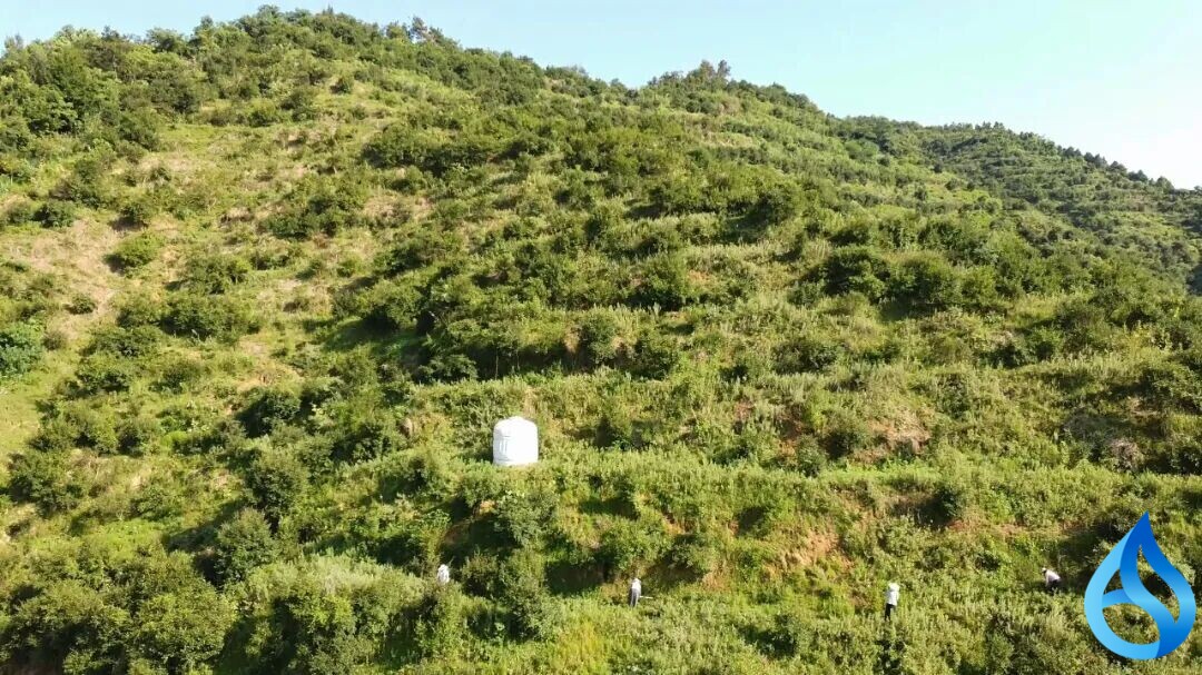 蕲春油茶林变“绿色银行”
