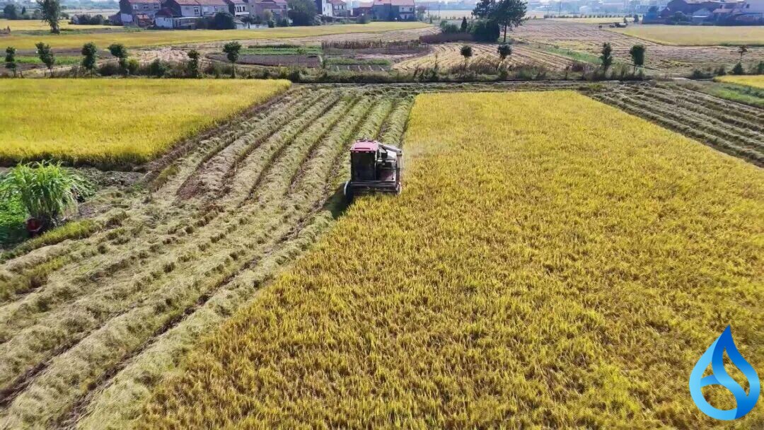 黄梅 63.7 万亩中晚稻压茬推进秋收秋播
