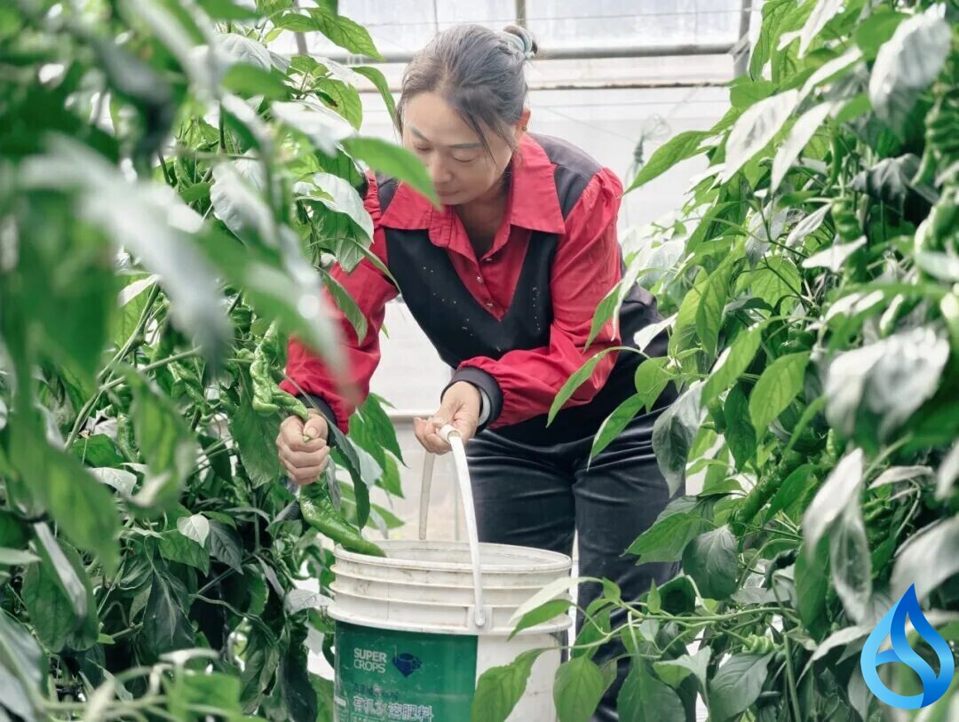 1200亩！红安有个超级大菜园！